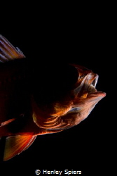 Creepy Cardinalfish by Henley Spiers 
